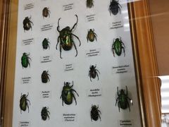 -上海大自然野生昆虫馆(东方明珠·爬宠昆虫探索中心)