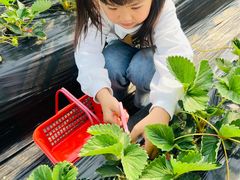 -喜杨洋草莓采摘园
