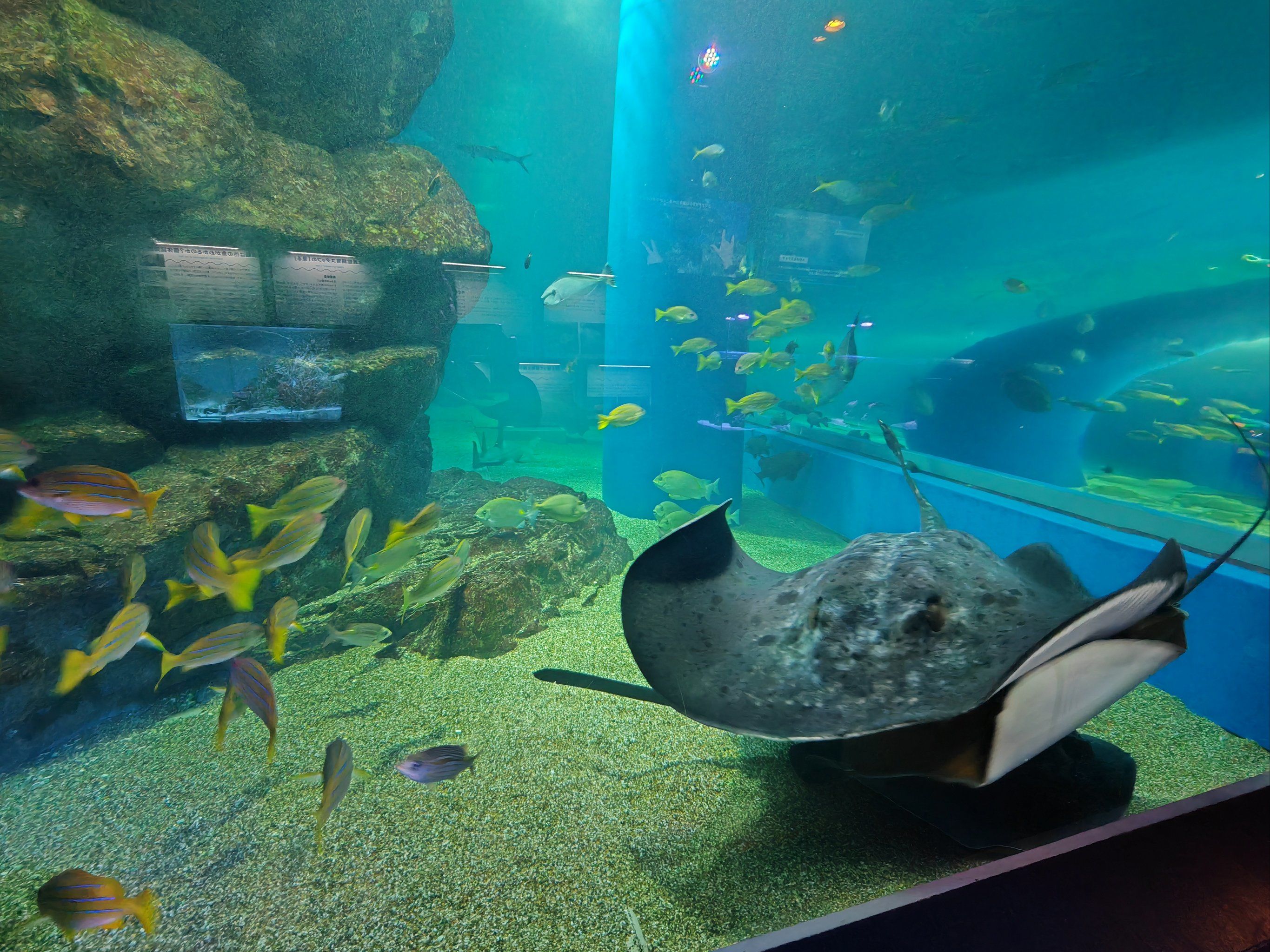 水族馆的奇趣展