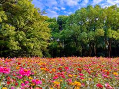 -上海共青森林公园