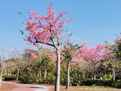 -风云岭森林公园