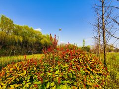 -昆山城市生态森林公园