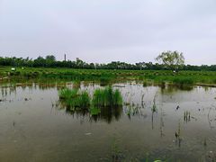 -大兴滨河森林公园