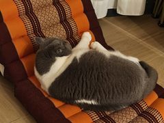 -宠物星动物医院·眼科·异宠·猫科(江南大道总院)