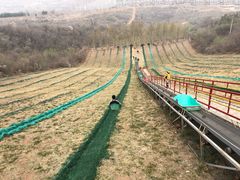 -原山国家森林公园