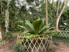 -中国科学院西双版纳热带植物园