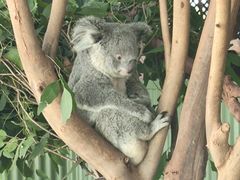 -费瑟代尔野生动物园