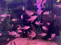 -武汉花鸟市场