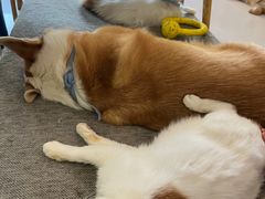 -平行世界·猫咖(首经贸店)