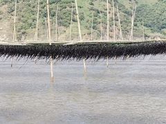 -北岐滩涂