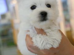 -翊宠yipet猫狗购宠庄园犬舍•猫舍