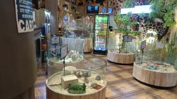 -卡通尼·Safari非洲探索乐园·生日会(金桥国际商业广场店)