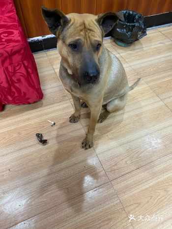 给他吃点牛肉就站在你身后不走了，就留着哈喇子