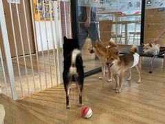 -南京Hallo宠物乐园·哈罗犬舍·柴犬繁育基地