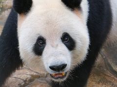 -广州长隆野生动物世界