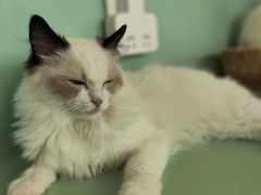-怪兽屋·羊驼·猫咖·狗咖(俊华广场店)