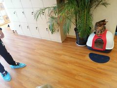 -李小姐の猫咖啡馆(五角场店)