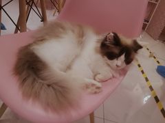 -三花喵·撸猫购宠·宠物生活馆(虹桥南丰城店)