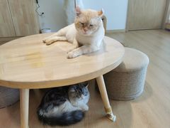 -猫腻·猫咖·撸猫馆(星光大道店)