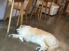 -尤加利咖啡馆