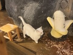 -猫猫幼稚园·撸猫·桌游·电玩