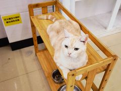 -瑞派动物医院·猫专科·至诚(江南中分院)