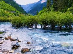 -九寨沟-树正沟