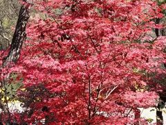 -秦岭终南山世界地质公园翠华山景区