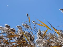 -野鸭湖国家湿地公园