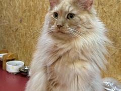 -和它·交个朋友·狗咖猫咖(爱琴海店)