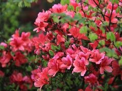 -温州永嘉书院