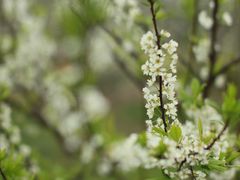 -桤木河湿地公园