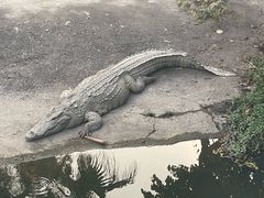 -广州长隆飞鸟乐园