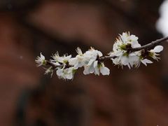 -圣·阿列克谢耶夫教堂