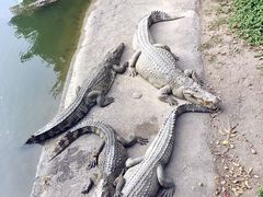 -广州长隆飞鸟乐园