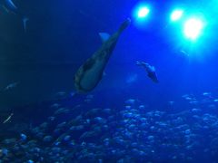 -成都浩海立方海洋公园