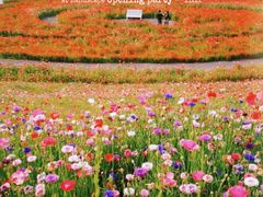 -花开海上生态园
