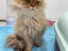 -1013 PET SHOP 宠物商店(近铁城市广场店)