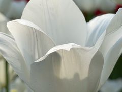 -厦门园林博览苑