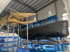 -上海海洋大学鱼文化博物馆(军工路校区)
