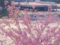 -新江湾城公园