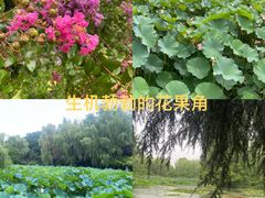 -洛阳市隋唐城遗址植物园