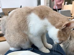 -鼓捣猫呢主题猫咖店