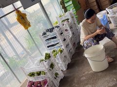 -马陆小张葡萄园农家乐