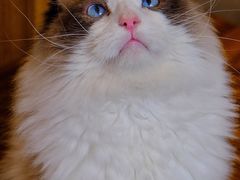 -飞行喵MR PILOT|猫舍·猫咖(静安大融城店)