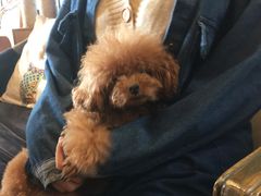 -more than meow吴止猫主题餐厅(承德 中船汇店)