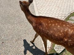 -奈良公园
