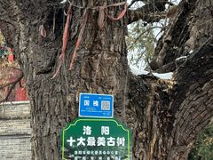 -洛阳周公庙博物馆