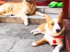 -百好乐宠物友好餐厅(朝外大街店)