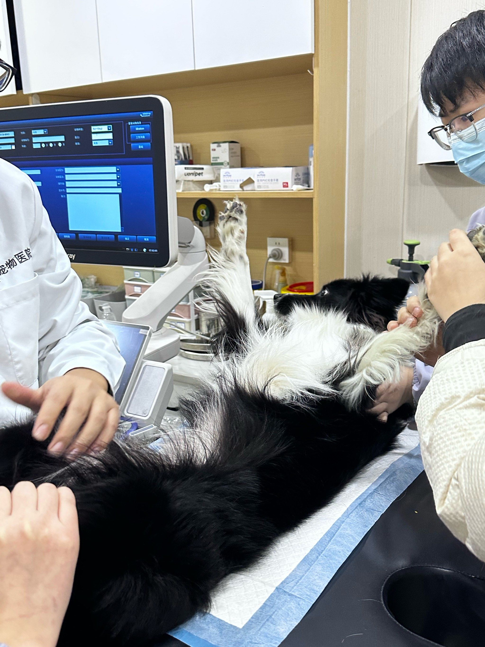 给狗做b超很划算,医生人很好
